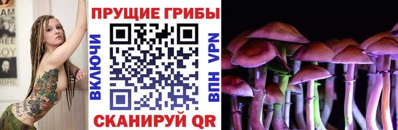 закладка Благовещенск Галлюциногенные грибы Psilocybe